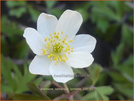 Anemone nemorosa &amp;#39;Lychette&amp;#39; | Bosanemoon, Anemoon | Busch-Windr&ouml;schen