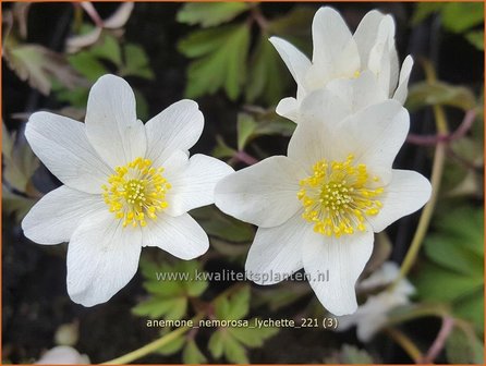 Anemone nemorosa &amp;#39;Lychette&amp;#39; | Bosanemoon, Anemoon | Busch-Windr&ouml;schen