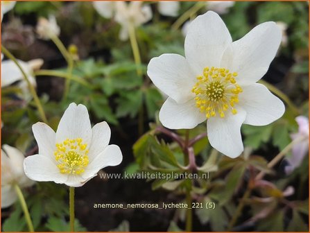 Anemone nemorosa &amp;#39;Lychette&amp;#39; | Bosanemoon, Anemoon | Busch-Windr&ouml;schen