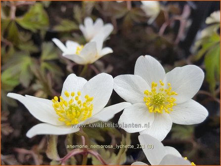 Anemone nemorosa &amp;#39;Lychette&amp;#39; | Bosanemoon, Anemoon | Busch-Windr&ouml;schen