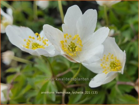 Anemone nemorosa &amp;#39;Lychette&amp;#39; | Bosanemoon, Anemoon | Busch-Windr&ouml;schen