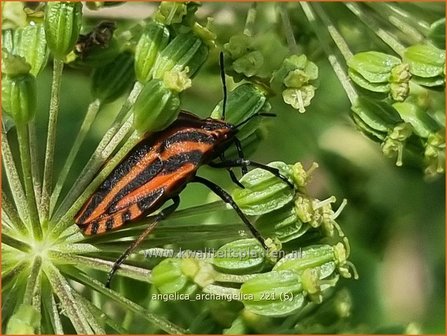 Angelica archangelica | Grote engelwortel, Engelwortel | Brustwurz