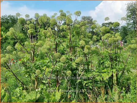 Angelica archangelica | Grote engelwortel, Engelwortel | Brustwurz