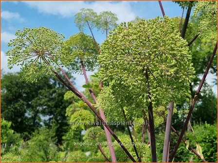 Angelica archangelica | Grote engelwortel, Engelwortel | Brustwurz