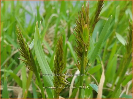 Anthoxanthum odoratum | Reukgras, Toffeegras | Wohlriechendes Ruchgras