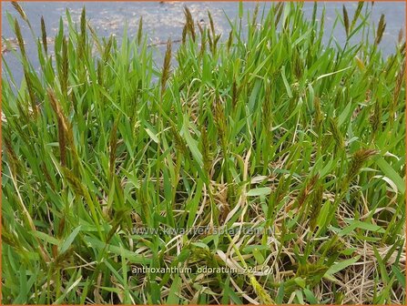 Anthoxanthum odoratum | Reukgras, Toffeegras | Wohlriechendes Ruchgras