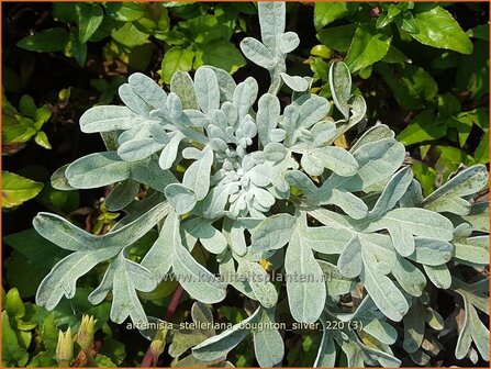 Artemisia stelleriana 'Boughton Silver' | Alsem, Bijvoet, Edelruit | Gabelbl&auml;ttriger Silber-Wermut