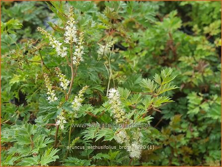 Aruncus aethusifolius &amp;#39;Bronze&amp;#39; | Kleine geitenbaard, Geitenbaard | Kleiner Gei&szlig;bart