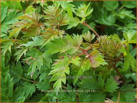 Aruncus aethusifolius &amp;#39;Bronze&amp;#39; | Kleine geitenbaard, Geitenbaard | Kleiner Gei&szlig;bart