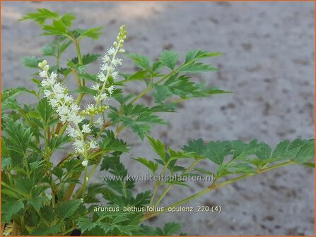 Aruncus aethusifolius &amp;#39;Opulenz&amp;#39; | Kleine geitenbaard, Geitenbaard | Kleiner Gei&szlig;bart