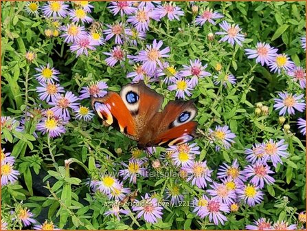 Aster ericoides &amp;#39;Lovely&amp;#39; | Heideaster, Sluieraster, Aster | Heide-Aster