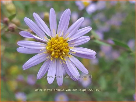 Aster laevis &amp;#39;Anneke van der Jeugd&amp;#39; | Gladde aster, Aster | Glatte Aster