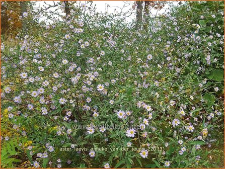 Aster laevis &amp;#39;Anneke van der Jeugd&amp;#39; | Gladde aster, Aster | Glatte Aster