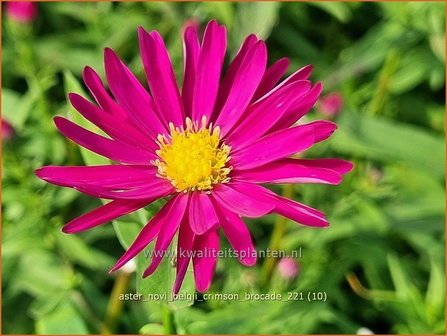 Aster novi-belgii &#039;Crimson Brocade&#039; | Nieuw-Nederlandse aster, Herfstaster, Aster | Glattblatt-Aster