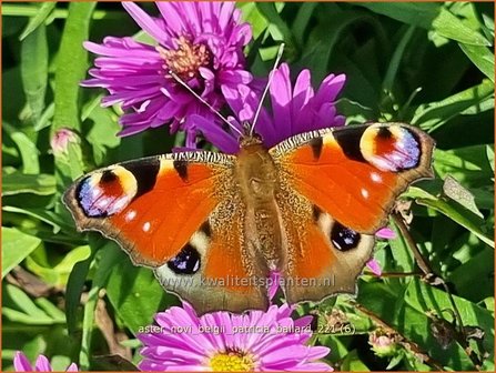 Aster novi-belgii &amp;#39;Patricia Ballard&amp;#39; | Nieuw-Nederlandse aster, Herfstaster, Aster | Glattblatt-Aster