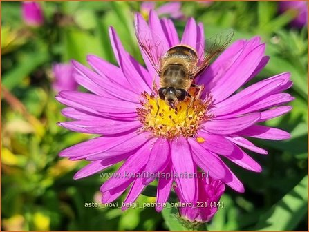 Aster novi-belgii &amp;#39;Patricia Ballard&amp;#39; | Nieuw-Nederlandse aster, Herfstaster, Aster | Glattblatt-Aster