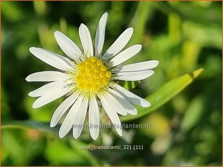 Aster tradescantii | Kleinbloemige aster, Aster | Waagerechte Herbst-Aster
