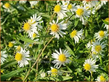 Aster tradescantii | Kleinbloemige aster, Aster | Waagerechte Herbst-Aster