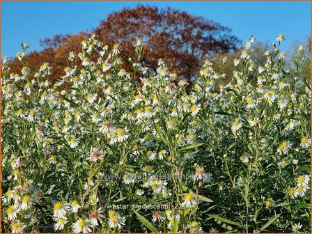 Aster tradescantii | Kleinbloemige aster, Aster | Waagerechte Herbst-Aster