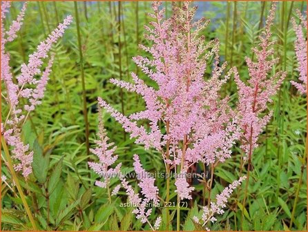 Astilbe &#039;Erika&#039; | Pluimspirea, Spirea | Prachtspiere