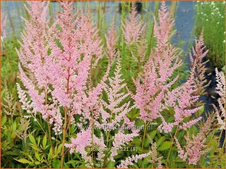 Astilbe &#039;Erika&#039; | Pluimspirea, Spirea | Prachtspiere