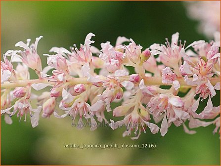 Astilbe &amp;#39;Peach Blossom&amp;#39; | Pluimspirea, Spirea | Prachtspiere