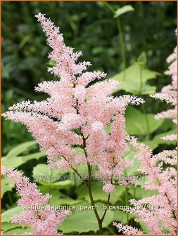 Astilbe &amp;#39;Peach Blossom&amp;#39; | Pluimspirea, Spirea | Prachtspiere