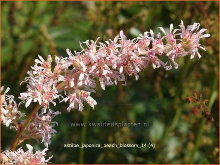 Astilbe &amp;#39;Peach Blossom&amp;#39; | Pluimspirea, Spirea | Prachtspiere