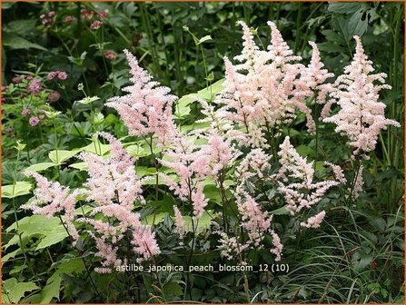 Astilbe &amp;#39;Peach Blossom&amp;#39;