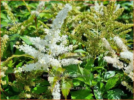 Astilbe &amp;#39;Washington&amp;#39; | Pluimspirea, Spirea | Prachtspiere