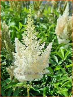 Astilbe &amp;#39;Wei&szlig;e Gloria&amp;#39; | Pluimspirea, Spirea | Prachtspiere
