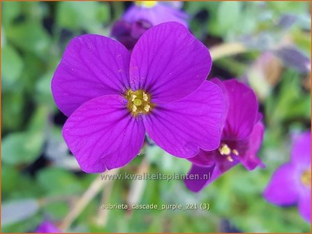 Aubrieta &amp;#39;Cascade Purple&amp;#39; | Blauwkussen | Blaukissen