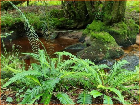 Blechnum spicant | Dubbelloof | Gew&ouml;hnlicher Rippenfarn