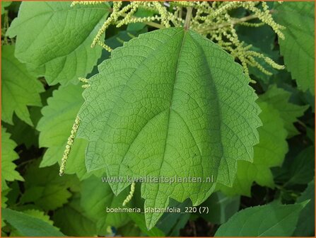 Boehmeria platanifolia | Valse netel | Scheinbrennessel