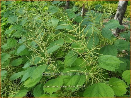 Boehmeria platanifolia | Valse netel | Scheinbrennessel