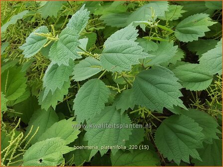 Boehmeria platanifolia | Valse netel | Scheinbrennessel