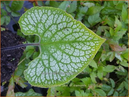 Brunnera macrophylla &amp;#39;Jack of Diamonds&amp;#39; | Kaukasische vergeet-mij-nietje, Vast vergeet-mij-nietje | Kaukasusver