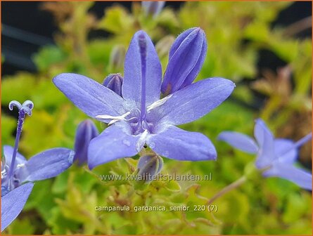 Campanula garganica &amp;#39;Senior&amp;#39; | Garganoklokje, Klokjesbloem | Polster-Glockenblume