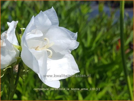 Campanula persicifolia 'La Bonne Amie' | Perzikbladklokje, Prachtklokje, Klokjesbloem | Pfirsichbl&auml;ttrige Gloc