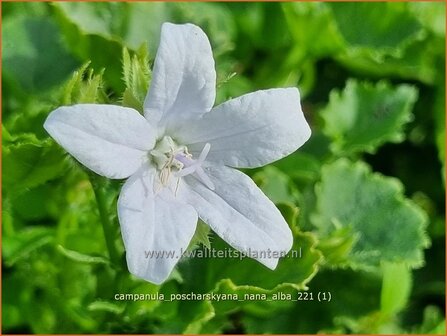 Campanula poscharskyana &amp;#39;Nana Alba&amp;#39; | Kruipklokje, Servisch klokje, Klokjesbloem | H&auml;ngepolster-Glockenblume