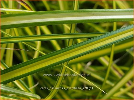 Carex oshimensis &amp;#39;Eversheen&amp;#39; | Zegge | Buntlaubige Segge
