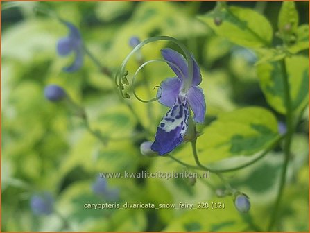 Caryopteris divaricata &amp;#39;Snow Fairy&amp;#39; | Blauwe spirea, Blauwbaard, Baardbloem | Bartblume