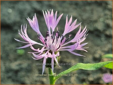 Centaurea montana &amp;#39;Carnea&amp;#39; | Bergkorenbloem, Bergcentaurie, Korenbloem, Centaurie | Berg-Flockenblume