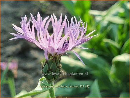 Centaurea montana &amp;#39;Carnea&amp;#39; | Bergkorenbloem, Bergcentaurie, Korenbloem, Centaurie | Berg-Flockenblume