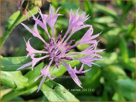 Centaurea montana &amp;#39;Carnea&amp;#39; | Bergkorenbloem, Bergcentaurie, Korenbloem, Centaurie | Berg-Flockenblume