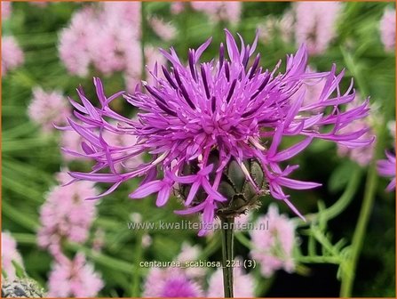 Centaurea scabiosa | Korenbloem, Centaurie | Skabiosen-Flockenblume