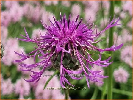 Centaurea scabiosa | Korenbloem, Centaurie | Skabiosen-Flockenblume