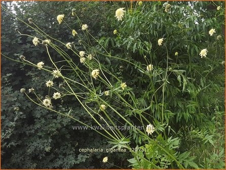 Cephalaria gigantea | Reuzenscabiosa, Schoepkruid | Gro&szlig;er Schuppenkopf
