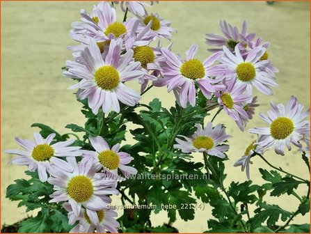 Chrysanthemum &amp;#39;Hebe&amp;#39; | Tuinchrysant, Chrysant | Herbstchrysantheme