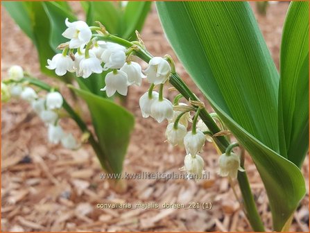 Convallaria majalis &amp;#39;Doreen&amp;#39; | Lelietje-van-dalen | Gew&ouml;hnliches Maigl&ouml;ckchen